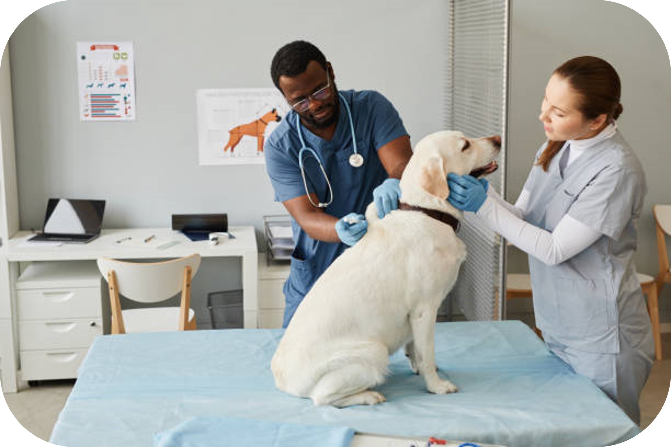 Veterinarian Business Insurance